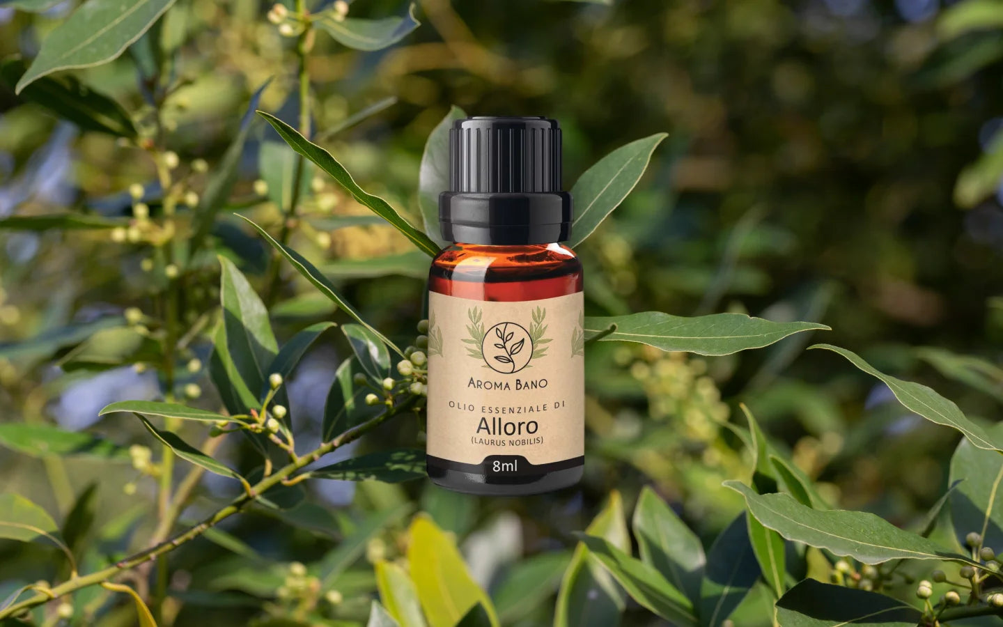 Olio essenziale di Alloro con foglie di alloro
