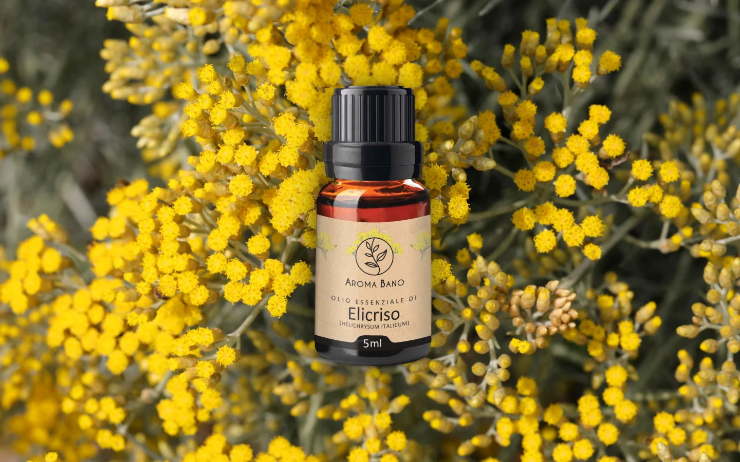 Olio essenziale di Elicriso con fiori di elicriso