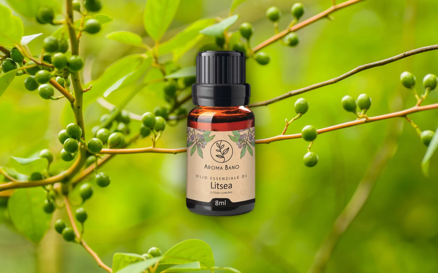 Olio essenziale di Litsea con bacche di litsea