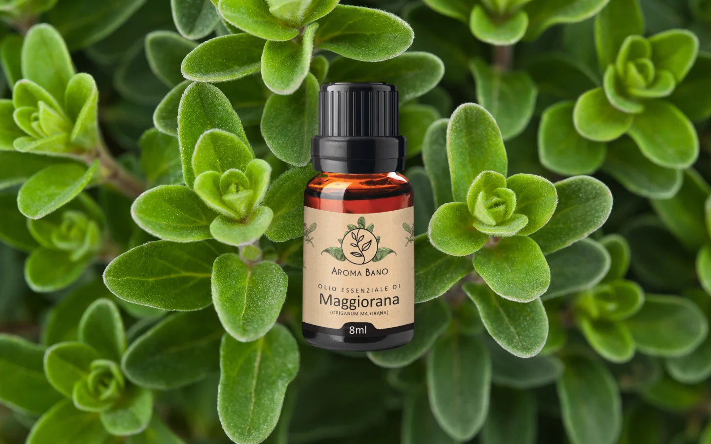 Olio essenziale di Maggiorana con foglie di maggiorana