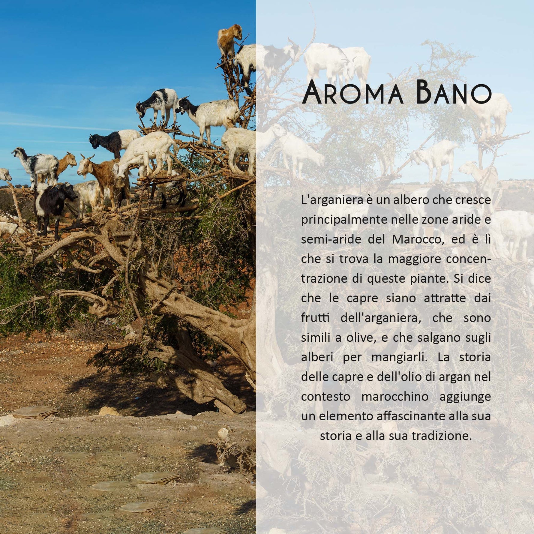 Storia dell’olio di argan e alberi di argania in Marocco