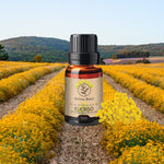 Bottiglia da 5 ml di olio essenziale di Elicriso Aroma Bano posizionata in un campo di piante di elicriso in fiore