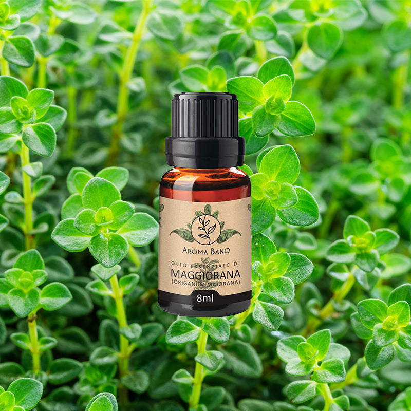 Olio essenziale di Maggiorana Aroma Bano con pianta fresca di Origanum majorana