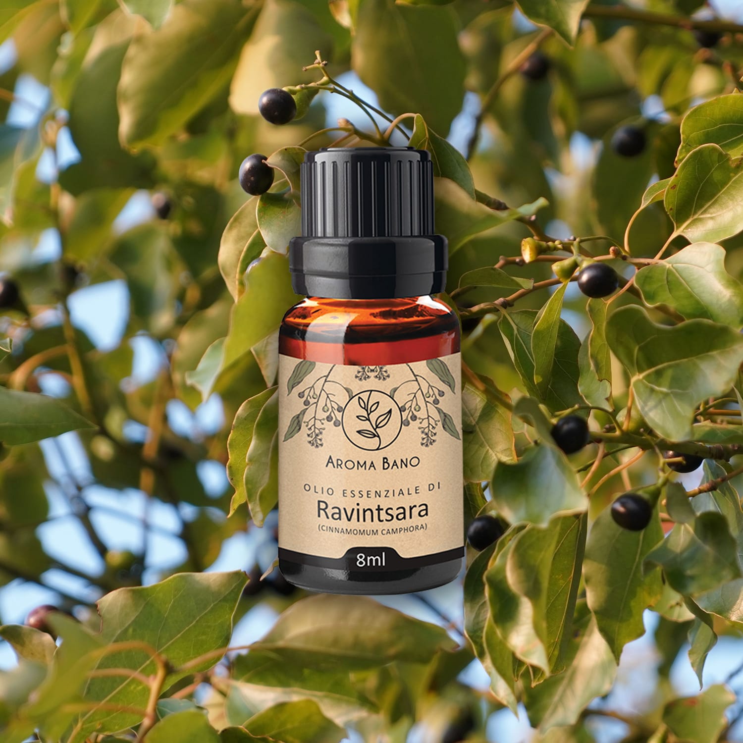 Olio essenziale di Ravintsara Aroma Bano in bottiglia da 8 ml su rami e foglie della pianta di Ravintsara