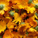 Fiori di calendula naturali per preparazioni cosmetiche e aromaterapia