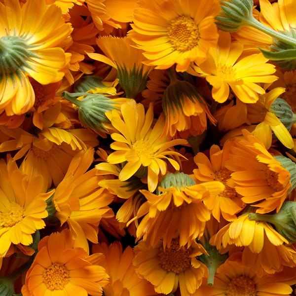 Fiori di calendula naturali per preparazioni cosmetiche e aromaterapia