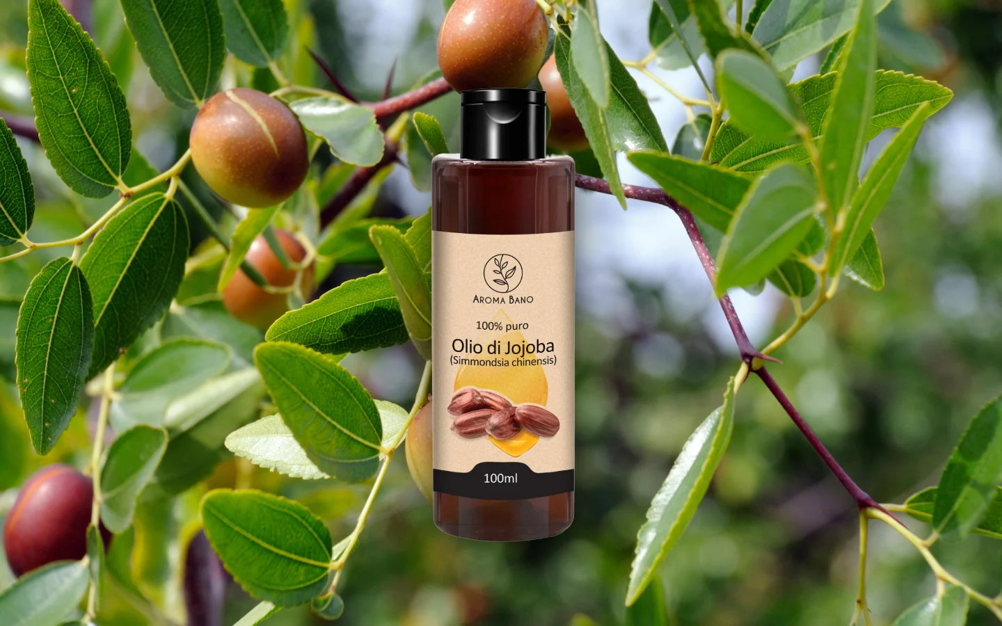 Olio di Jojoba naturale e puro 100ml con frutti di jojoba sulla pianta