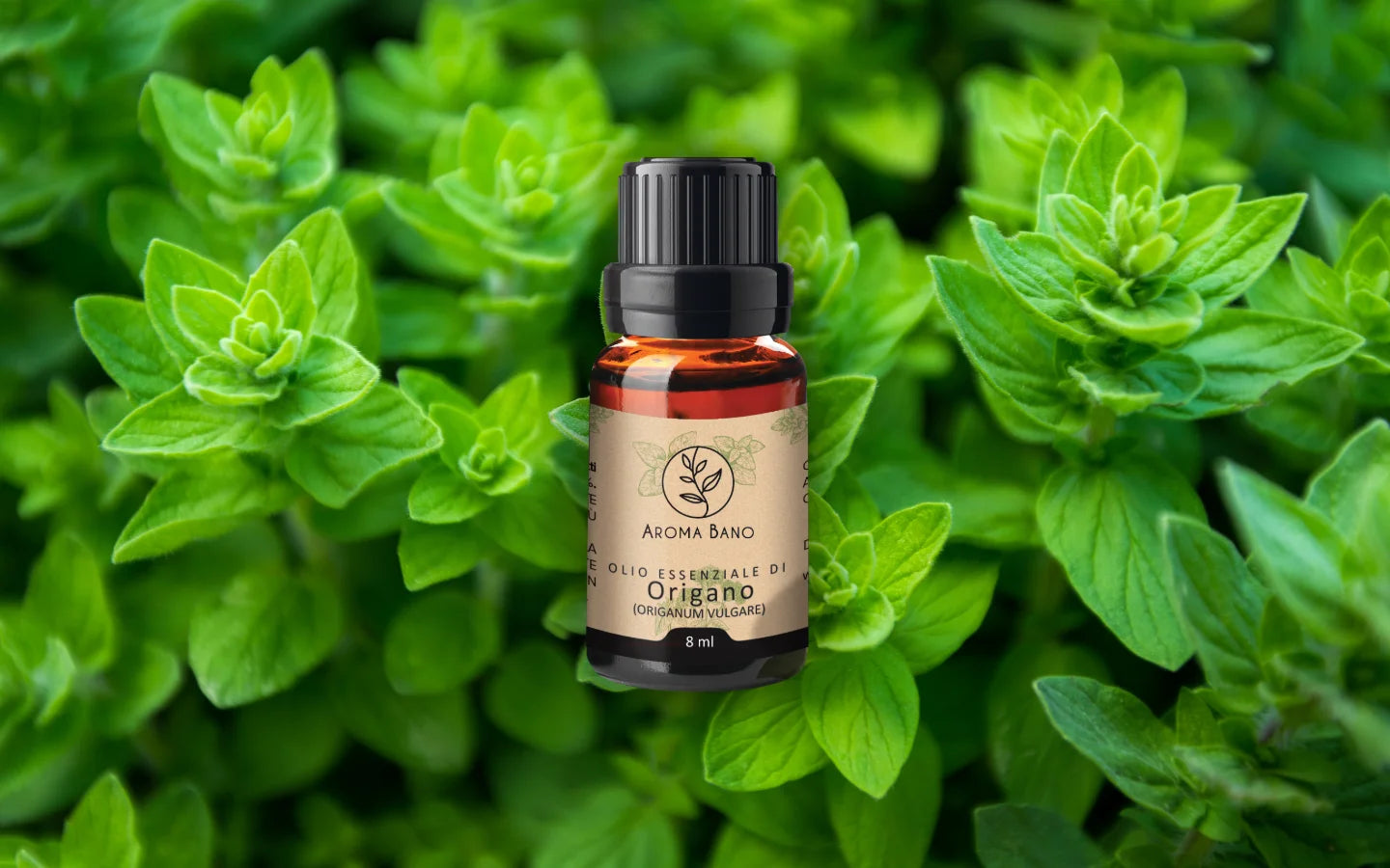 Olio essenziale di Origano con foglie di origano