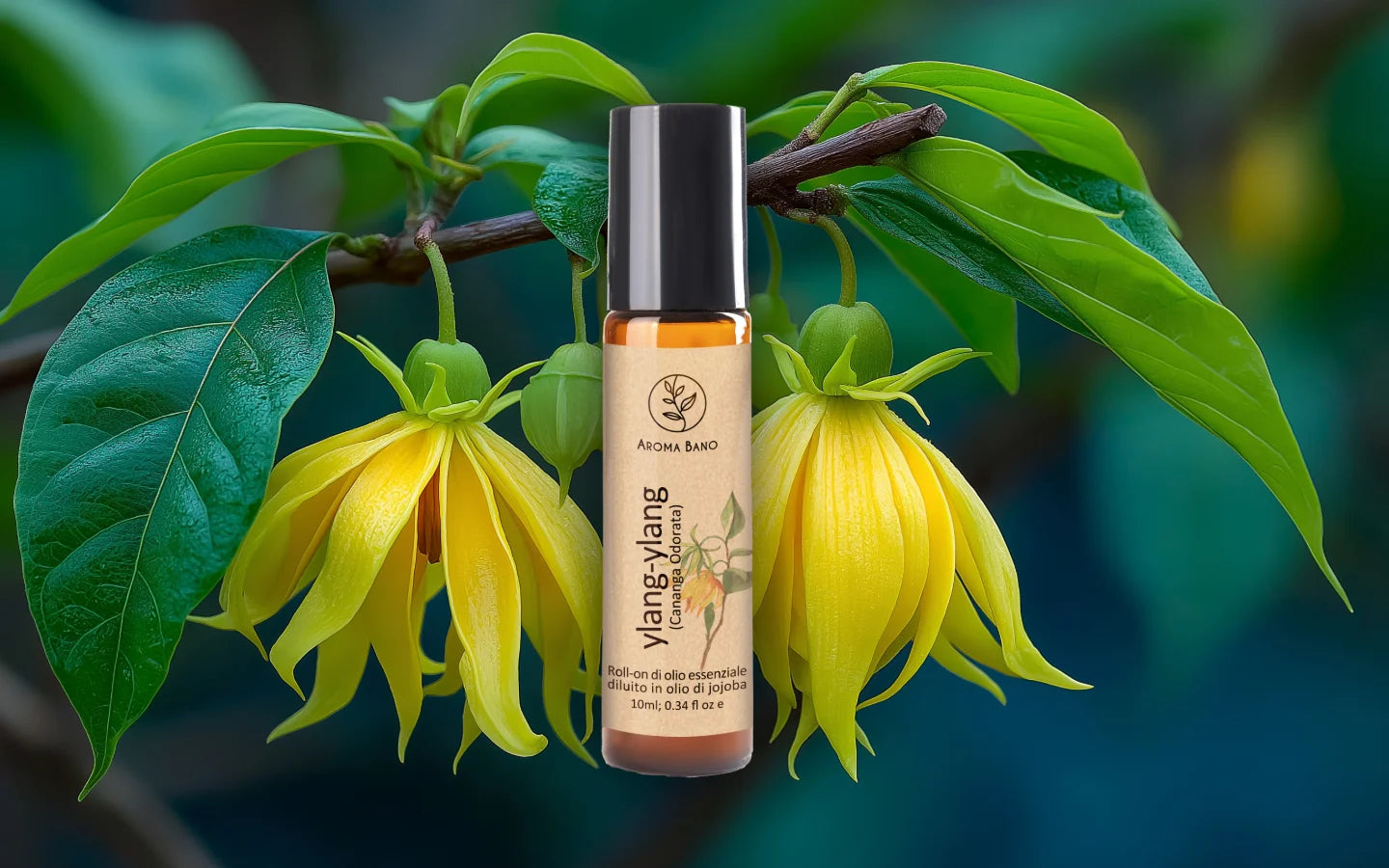 Roll-on olio essenziale di Ylang Ylang diluito in olio di jojoba con fiori di Cananga odorata