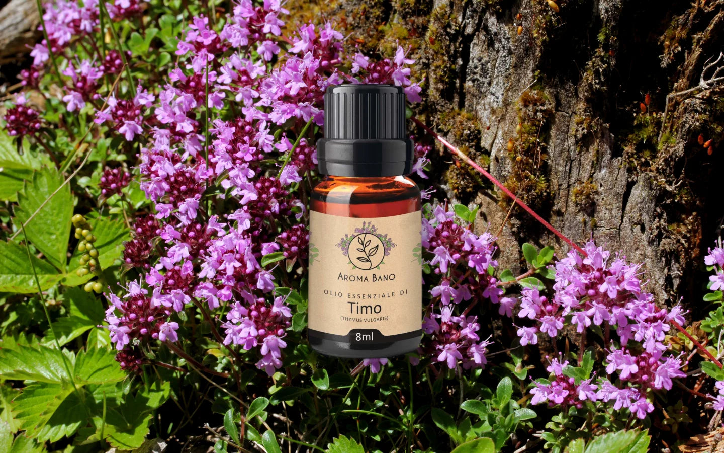 Olio essenziale di Timo con fiori di timo